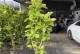 探访榕树盆景的最佳养护方法（打造枝繁叶茂的榕树盆景，让家居生机勃发）
