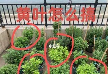 菊花瓣黄了怎么办？（教你几招让菊花重新焕发生机）