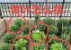 菊花瓣黄了怎么办？（教你几招让菊花重新焕发生机）