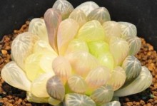 如何处理宝草玉露徒长问题（宝草玉露徒长原因及解决方法）