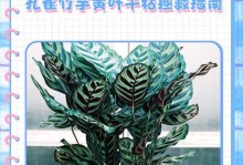 孔雀竹芋叶子出现黑斑，如何处理？（探索孔雀竹芋叶子黑斑成因及有效解决方法）