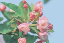 海棠花的冬季落叶现象（探究海棠花冬季落叶原因及对其生长的影响）