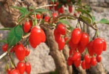 北方冬季花卉盆景（探索北方冬季盆景花卉的生长之道与艺术表达）