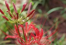 揭秘彼岸花的神秘颜色（从梵文到现代科学，解开彼岸花颜色之谜）