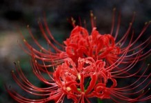 揭秘彼岸花开放的时间（探寻彼岸花开放规律，了解彼岸花品种和栽培方法）