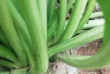 探秘辣根——这种植物的奥秘（来源、特点、作用、使用等方面全面解析）