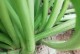探秘辣根——这种植物的奥秘（来源、特点、作用、使用等方面全面解析）