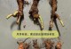巨型月季老桩的养殖与养护（如何培育健康的巨型月季老桩？）