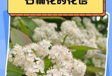 石楠花的功效与作用（探秘神奇石楠花，多重功效让你惊叹不已）