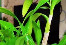 石斛兰花的种植方法（打造您的石斛花园，让美丽绽放）