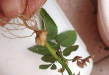 以月季花怎么水扦插几月插（一步步教你成功种植美丽的月季花）
