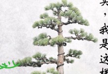 大板松的种植技巧与养护方法（掌握大板松的种植关键，打造美丽园林）