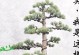 大板松的种植技巧与养护方法（掌握大板松的种植关键，打造美丽园林）
