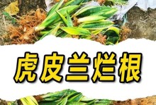 虎皮兰花谢后的养护方法（花谢后如何处理，让虎皮兰长得更健康）