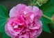 芙蓉花的美丽与魅力（探寻芙蓉花的种类、特点和文化内涵）