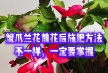 蟹爪兰花蕾期的管理技巧（如何正确管理蟹爪兰的花蕾期）