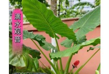 滴水观音会开花吗？——探秘滴水观音开花的颜色与样子