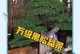 秋天黑松养护指南（让你的黑松在秋天焕发生机的方法与技巧）