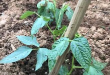 南方豆角种植全指南（掌握种植技巧，丰收满满）