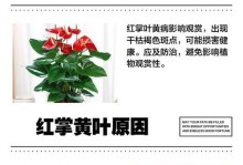 红掌叶子打蔫耷拉的原因及处理方法（揭秘红掌叶子打蔫耷拉的秘密，教你恢复植物的健康生长）