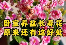 长寿花放卧室的影响及注意事项（长寿花放卧室对人身体的积极和负面影响及如何正确护理）