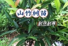 山竹北方种植可行性研究（探究山竹在北方地区的栽培条件与适应性）