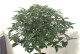 揭秘桂花的耐寒温度（探究桂花的冬季生存之道，了解桂花耐寒的秘密）