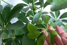 如何促进鹅掌木生长的速度？（掌握关键要素，让鹅掌木健康茁壮成长）