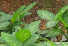 探索茎繁殖的神奇世界（从植物学家的角度看茎繁殖技术）