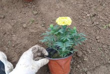 万寿菊籽的种植指南（学会种植万寿菊籽，打造绚丽花海）