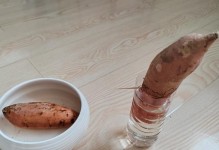 地瓜种植全攻略（如何成功养殖丰硕可口的地瓜）