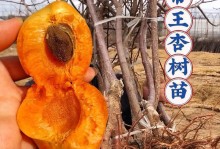 家里能种杏树吗？-从实践出发，教你在家种植杏树