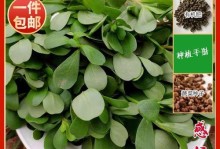 如何留种长寿菜？（保存长寿菜种子的技巧和方法）