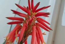 芦荟开花了是怎么回事？（解密芦荟的奇特开花现象）