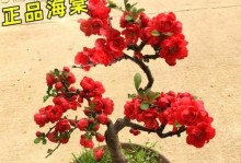 家门口适合种什么植物？（打造美丽的庭院花园，）