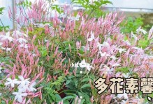 多花素馨的花期及开花次数分析（一年中多花素馨开花频率的影响因素及如何延长开花期）