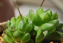 飞羽养殖方法与注意事项（打造优质飞羽饲养的技巧与经验分享）