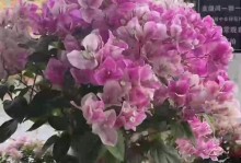 三角梅新枝叶发软的原因及应对方法（揭秘三角梅新枝叶发软的真相，轻松解决烦恼）
