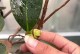 室内茶花养殖指南（打造优美室内花园，以茶花为主角）