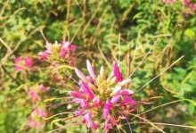 美丽的醉蝶花（她的花海独自开放，为春天增添魅力）