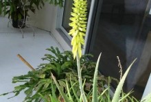 如何选择芦荟盆，打造美丽庭院（以美观为主，营养为辅——芦荟盆的选择与养护）