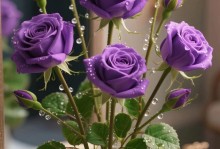 玫瑰花的养护与打理（了解关键养护技巧，让你的玫瑰花盛开绚丽生辉）