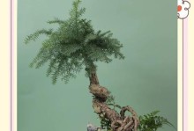 探究澳洲杉为何不长高的原因（解析澳洲杉生长矮小的特点及生态适应策略）