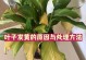 叶子黄了的原因及处理方法（寻找导致叶子黄化的关键因素，帮助您拯救植物的健康）