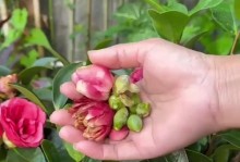 茶花花苞遭虫害后的应对方法（保护茶花花苞免受虫害侵袭的有效措施）