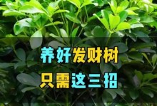 发财树绿萝养殖方法详解（打造室内绿色生态健康幸福家园）