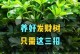 发财树绿萝养殖方法详解（打造室内绿色生态健康幸福家园）