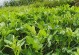 治疗花生黄叶病的药物及其效果（选对药才能事半功倍——花生黄叶病的治疗）