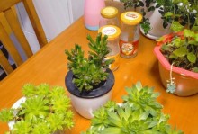 多肉观音莲的侧芽繁殖方法（掌握技巧，轻松培育更多观音莲）