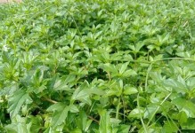 当参种植条件及适宜种植地点（种植当参的最佳环境要求）